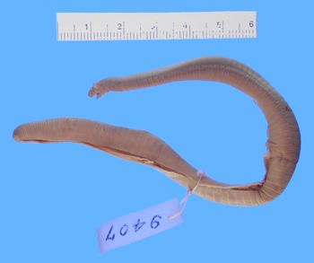 Media type: image; Herpetology A-9407